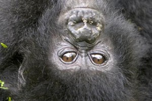 gorilla baby congo