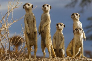 Inquisitive meerkats were a highlight.