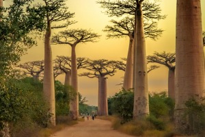Sunset in the famous Avenida de Baobab near Morondava in Madagascar.