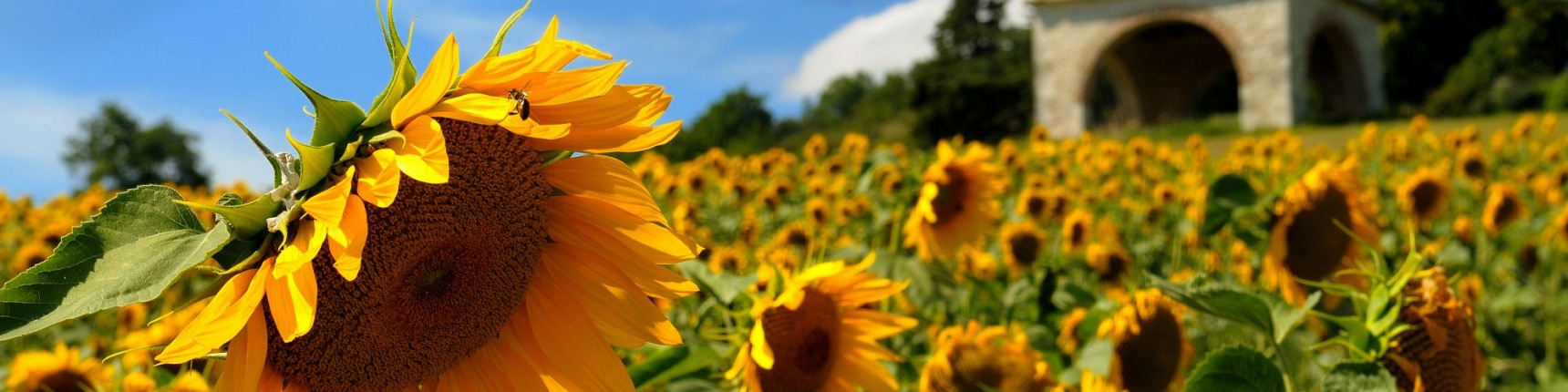 France, sunflowers