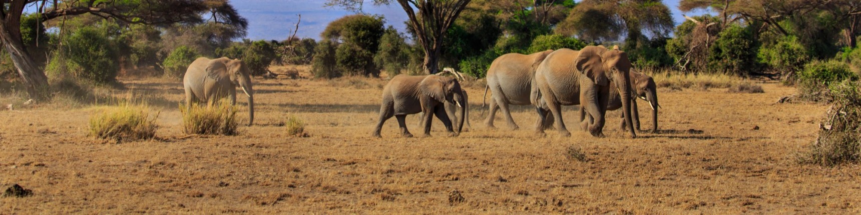 Kenya, elephants
