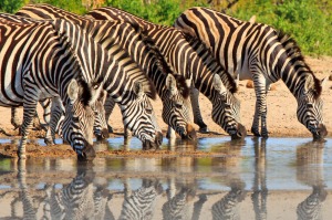 Zebras in Hwange National Park, Zimbabwe.