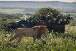 Lions – one of Africa’s “big five” – are a huge drawcard for tourists.
