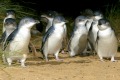 Hundreds of thousands of people tuned in to watch the famous Phillip Island penguin parade via streaming during the ...