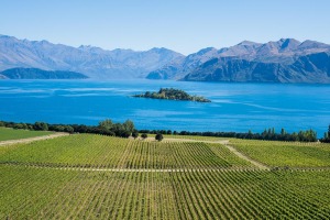 Rippon is one of the prettiest vineyards you'll ever see.