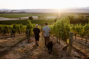 The region's oldest vineyard, Babich Wines.