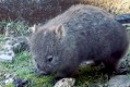 Maria Island's dancing wombat has become an Instagram star.