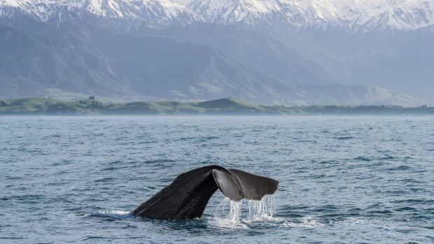 Supplied PR image for Traveller. Check for re-use. New Zealand things to do in Winter Ben Groundwater story. Images from Tourism New Zealand
Kaikoura whale watching
MHP_8378_Kaikoura_Canterbury_Miles_Holden