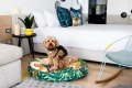 QT Bondi. An area of Australian life that is catching up to the US and Europe when it comes to pup friendliness is ...